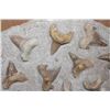 Image 5 : 60 Fossilized OTODUS (Prehistoric Mackerel Shark) Teeth in a Rock Matrix, Weight: 36 lbs