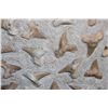 Image 6 : 60 Fossilized OTODUS (Prehistoric Mackerel Shark) Teeth in a Rock Matrix, Weight: 36 lbs