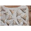 Image 8 : 60 Fossilized OTODUS (Prehistoric Mackerel Shark) Teeth in a Rock Matrix, Weight: 36 lbs