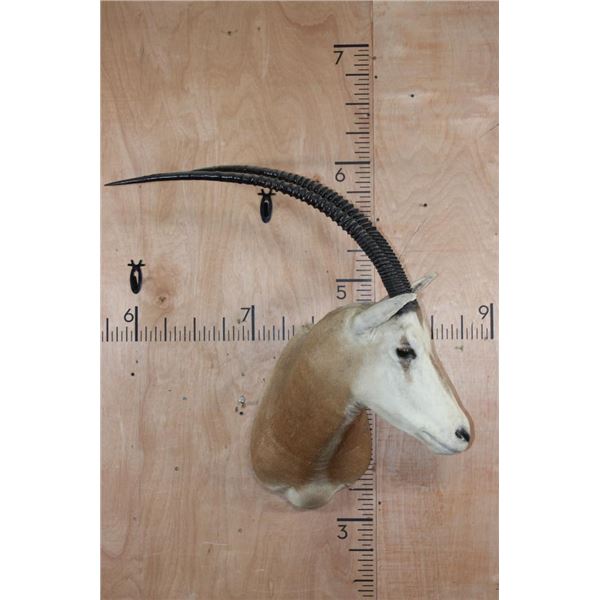 *TEXAS RESIDENTS ONLY* SCIMITAR HORNED ORYX Shoulder Mount