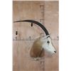 Image 1 : *TEXAS RESIDENTS ONLY* SCIMITAR HORNED ORYX Shoulder Mount