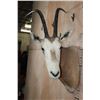 Image 2 : *TEXAS RESIDENTS ONLY* SCIMITAR HORNED ORYX Shoulder Mount