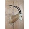 Image 3 : *TEXAS RESIDENTS ONLY* SCIMITAR HORNED ORYX Shoulder Mount