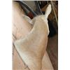 Image 4 : *TEXAS RESIDENTS ONLY* SCIMITAR HORNED ORYX Shoulder Mount