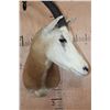 Image 5 : *TEXAS RESIDENTS ONLY* SCIMITAR HORNED ORYX Shoulder Mount