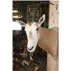 Image 6 : *TEXAS RESIDENTS ONLY* SCIMITAR HORNED ORYX Shoulder Mount