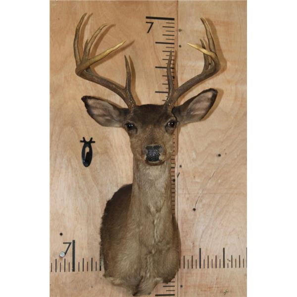 *Rarely Seen* Melanistic 10-Point WHITETAIL DEER Shoulder Mount