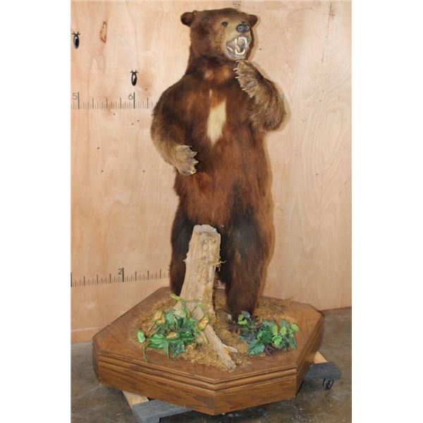 XXL Life-sized Standing Cinnamon Phase BLACK BEAR on a Wood Base