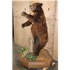 Image 3 : XXL Life-sized Standing Cinnamon Phase BLACK BEAR on a Wood Base