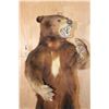 Image 6 : XXL Life-sized Standing Cinnamon Phase BLACK BEAR on a Wood Base