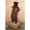 Image 8 : XXL Life-sized Standing Cinnamon Phase BLACK BEAR on a Wood Base