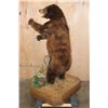 Image 9 : XXL Life-sized Standing Cinnamon Phase BLACK BEAR on a Wood Base