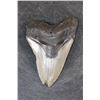 Image 1 : XXL MEGALODON Shark Tooth Fossil