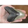Image 2 : XXL MEGALODON Shark Tooth Fossil