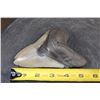 Image 3 : XXL MEGALODON Shark Tooth Fossil