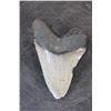 Image 4 : XXL MEGALODON Shark Tooth Fossil