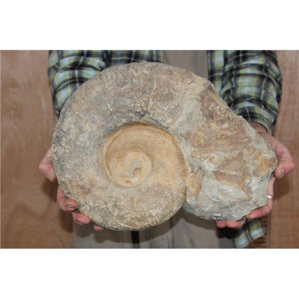 XXL AMMONITE Fossil Specimen from Morocco, Weight: 29 lbs