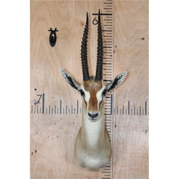 THOMSON'S GAZELLE Shoulder Mount