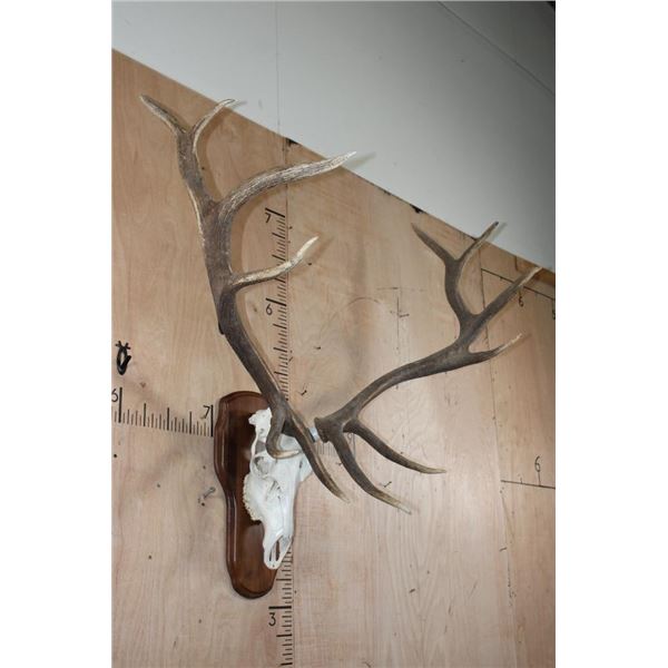 XXL 12-Point ELK Skull on a Wooden Plaque