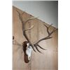 Image 1 : XXL 12-Point ELK Skull on a Wooden Plaque