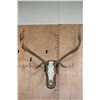 Image 2 : XXL 12-Point ELK Skull on a Wooden Plaque