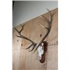 Image 3 : XXL 12-Point ELK Skull on a Wooden Plaque