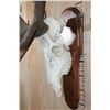 Image 4 : XXL 12-Point ELK Skull on a Wooden Plaque