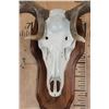 Image 5 : XXL 12-Point ELK Skull on a Wooden Plaque