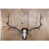 Image 7 : XXL 12-Point ELK Skull on a Wooden Plaque