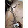 Image 8 : XXL 12-Point ELK Skull on a Wooden Plaque