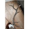 Image 9 : XXL 12-Point ELK Skull on a Wooden Plaque