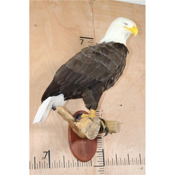 "Lady Liberty" Reproduction BALD EAGLE Perched on a Branch