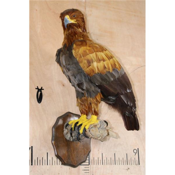 "Lady Justice" Reproduction GOLDEN EAGLE on a Branch Perch and Wood Plaque