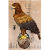 Image 2 : "Lady Justice" Reproduction GOLDEN EAGLE on a Branch Perch and Wood Plaque