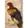 Image 3 : "Lady Justice" Reproduction GOLDEN EAGLE on a Branch Perch and Wood Plaque