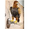 Image 6 : "Lady Justice" Reproduction GOLDEN EAGLE on a Branch Perch and Wood Plaque