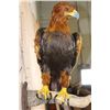 Image 7 : "Lady Justice" Reproduction GOLDEN EAGLE on a Branch Perch and Wood Plaque