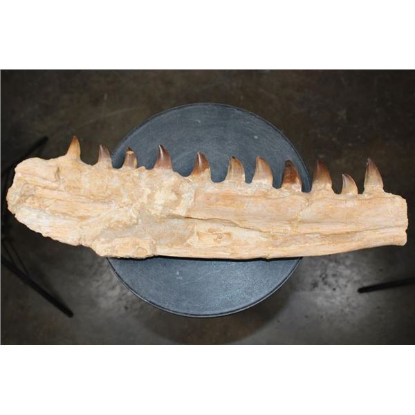 Fossilized MOSASAUR Jaw Section with 11 Teeth!