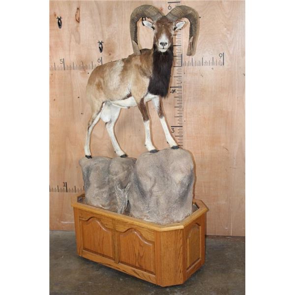Life-sized MOUFLON on a Wood and Rock Base with Wheels