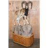 Image 1 : Life-sized MOUFLON on a Wood and Rock Base with Wheels
