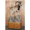 Image 2 : Life-sized MOUFLON on a Wood and Rock Base with Wheels