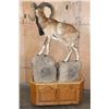 Image 4 : Life-sized MOUFLON on a Wood and Rock Base with Wheels