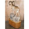 Image 5 : Life-sized MOUFLON on a Wood and Rock Base with Wheels