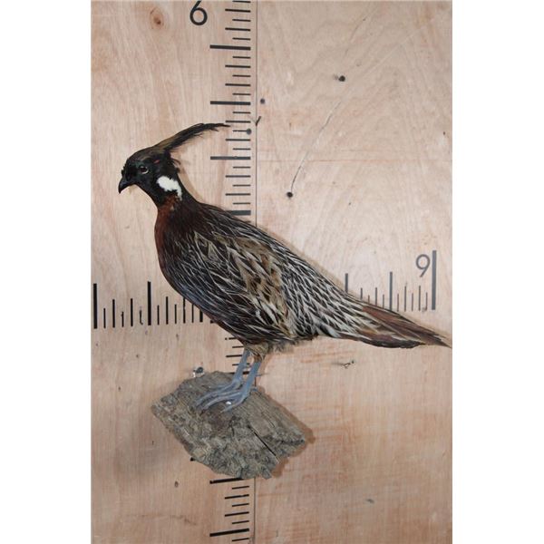 Male KOKLASS PHEASANT Mounted on a Branch Perch