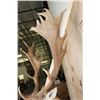 Image 10 : Big 18-Point FALLOW DEER Wall Pedestal