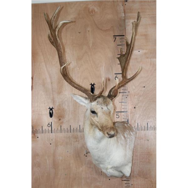 Big 18-Point FALLOW DEER Wall Pedestal