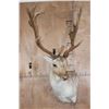 Image 1 : Big 18-Point FALLOW DEER Wall Pedestal