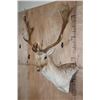 Image 2 : Big 18-Point FALLOW DEER Wall Pedestal