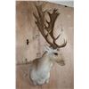 Image 3 : Big 18-Point FALLOW DEER Wall Pedestal