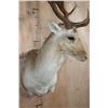 Image 4 : Big 18-Point FALLOW DEER Wall Pedestal